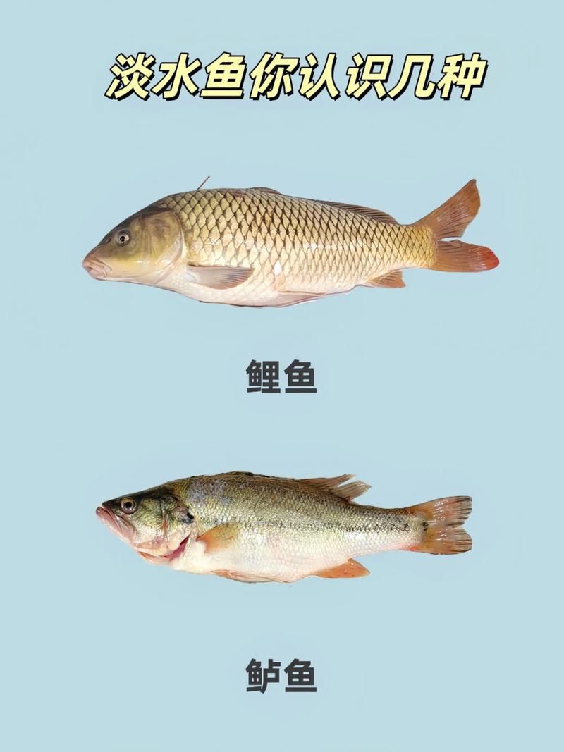 掃一掃看圖識魚【《掃一掃看圖識魚》主流魚類識別軟件的特點對比】 龍魚百科 第25張 掃一掃看圖識魚【《掃一掃看圖識魚》主流魚類識別軟件的特點對比】 掃一掃看圖識魚【《掃一掃看圖識魚》主流魚類識別軟件的特點對比】 龍魚百科 第25張