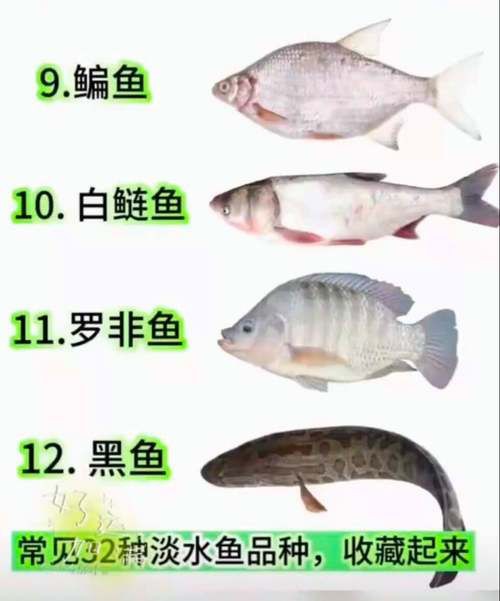 掃一掃看圖識魚【《掃一掃看圖識魚》主流魚類識別軟件的特點對比】 龍魚百科 第19張 掃一掃看圖識魚【《掃一掃看圖識魚》主流魚類識別軟件的特點對比】 掃一掃看圖識魚【《掃一掃看圖識魚》主流魚類識別軟件的特點對比】 龍魚百科 第19張