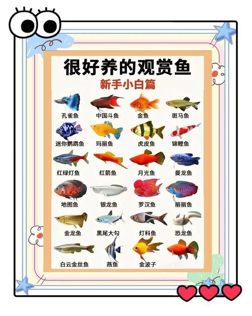 掃一掃看圖識魚【《掃一掃看圖識魚》主流魚類識別軟件的特點對比】 龍魚百科 第27張 掃一掃看圖識魚【《掃一掃看圖識魚》主流魚類識別軟件的特點對比】 掃一掃看圖識魚【《掃一掃看圖識魚》主流魚類識別軟件的特點對比】 龍魚百科 第27張