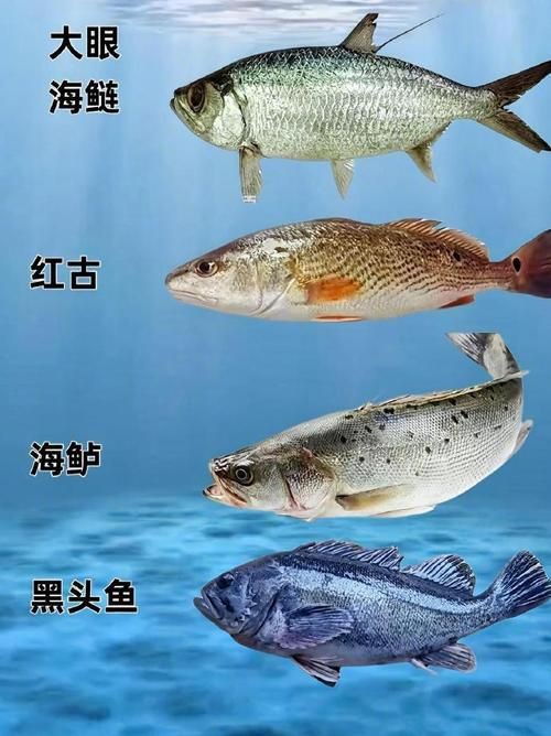 掃一掃看圖識魚【《掃一掃看圖識魚》主流魚類識別軟件的特點對比】 龍魚百科 第8張 掃一掃看圖識魚【《掃一掃看圖識魚》主流魚類識別軟件的特點對比】 掃一掃看圖識魚【《掃一掃看圖識魚》主流魚類識別軟件的特點對比】 龍魚百科 第8張