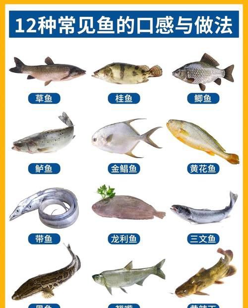 掃一掃看圖識魚【《掃一掃看圖識魚》主流魚類識別軟件的特點對比】 龍魚百科 第22張 掃一掃看圖識魚【《掃一掃看圖識魚》主流魚類識別軟件的特點對比】 掃一掃看圖識魚【《掃一掃看圖識魚》主流魚類識別軟件的特點對比】 龍魚百科 第22張