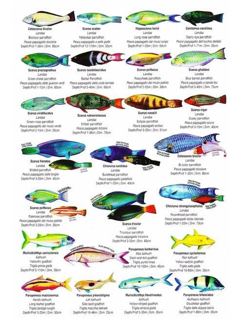 掃一掃看圖識魚【《掃一掃看圖識魚》主流魚類識別軟件的特點對比】 龍魚百科 第5張 掃一掃看圖識魚【《掃一掃看圖識魚》主流魚類識別軟件的特點對比】 掃一掃看圖識魚【《掃一掃看圖識魚》主流魚類識別軟件的特點對比】 龍魚百科 第5張