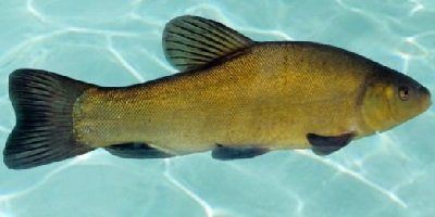 掃一掃看圖識魚【《掃一掃看圖識魚》主流魚類識別軟件的特點對比】 龍魚百科 第28張 掃一掃看圖識魚【《掃一掃看圖識魚》主流魚類識別軟件的特點對比】 掃一掃看圖識魚【《掃一掃看圖識魚》主流魚類識別軟件的特點對比】 龍魚百科 第28張