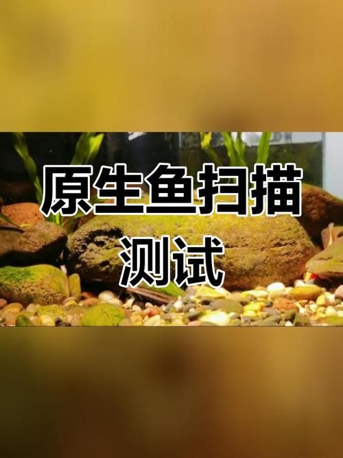 掃一掃看圖識魚【《掃一掃看圖識魚》主流魚類識別軟件的特點對比】 龍魚百科 第1張 掃一掃看圖識魚【《掃一掃看圖識魚》主流魚類識別軟件的特點對比】 掃一掃看圖識魚【《掃一掃看圖識魚》主流魚類識別軟件的特點對比】 龍魚百科 第1張