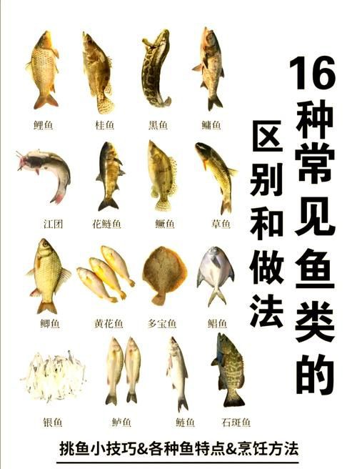 掃一掃看圖識魚【《掃一掃看圖識魚》主流魚類識別軟件的特點對比】 龍魚百科 第17張 掃一掃看圖識魚【《掃一掃看圖識魚》主流魚類識別軟件的特點對比】 掃一掃看圖識魚【《掃一掃看圖識魚》主流魚類識別軟件的特點對比】 龍魚百科 第17張