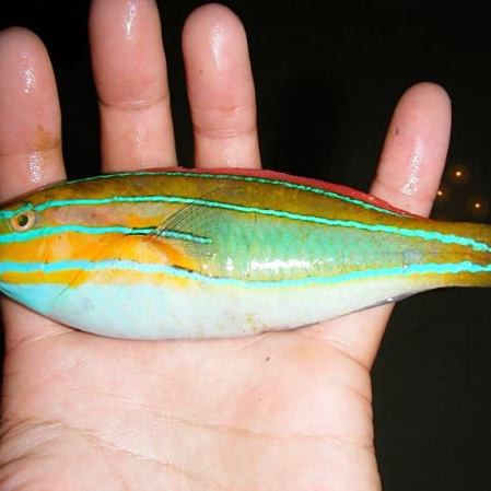 三線魚是什么魚圖片【“三線魚”并非單一物種】
