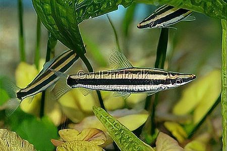 三線魚是什么魚圖片【“三線魚”并非單一物種】