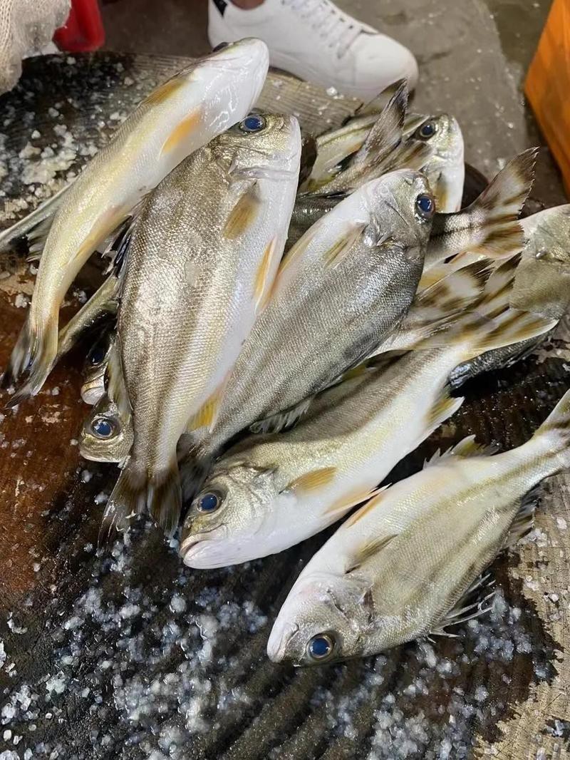 三線魚是什么魚圖片【“三線魚”并非單一物種】