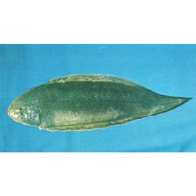 三線魚是什么魚圖片【“三線魚”并非單一物種】