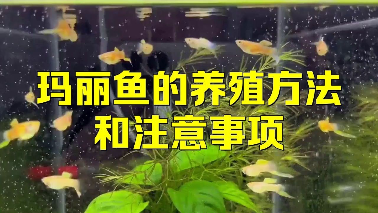 瑪麗魚水質ph值怎么調整【瑪麗魚ph值如何調節水質酸堿平衡技巧大公開】