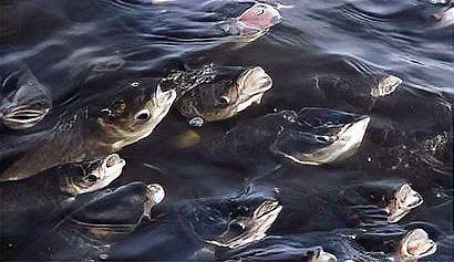 魚浮頭是什么樣子【中國鰻魚網(wǎng)，池塘魚浮頭是什么原因如何處理】 魚浮頭是什么樣子【中國鰻魚網(wǎng)，池塘魚浮頭是什么原因如何處理】 龍魚百科 第10張