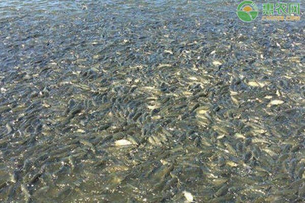 魚浮頭是什么樣子【中國鰻魚網(wǎng)，池塘魚浮頭是什么原因如何處理】 魚浮頭是什么樣子【中國鰻魚網(wǎng)，池塘魚浮頭是什么原因如何處理】 龍魚百科 第13張