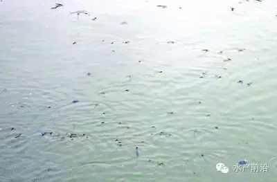 魚浮頭是什么樣子【中國鰻魚網(wǎng)，池塘魚浮頭是什么原因如何處理】 魚浮頭是什么樣子【中國鰻魚網(wǎng)，池塘魚浮頭是什么原因如何處理】 龍魚百科 第5張