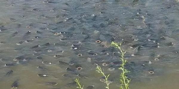 魚浮頭是什么樣子【中國鰻魚網(wǎng)，池塘魚浮頭是什么原因如何處理】 魚浮頭是什么樣子【中國鰻魚網(wǎng)，池塘魚浮頭是什么原因如何處理】 龍魚百科 第15張
