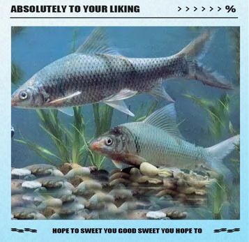 鯪魚長什么樣子【靈魂畫手鯪魚種類及其典型形態特征詳解】