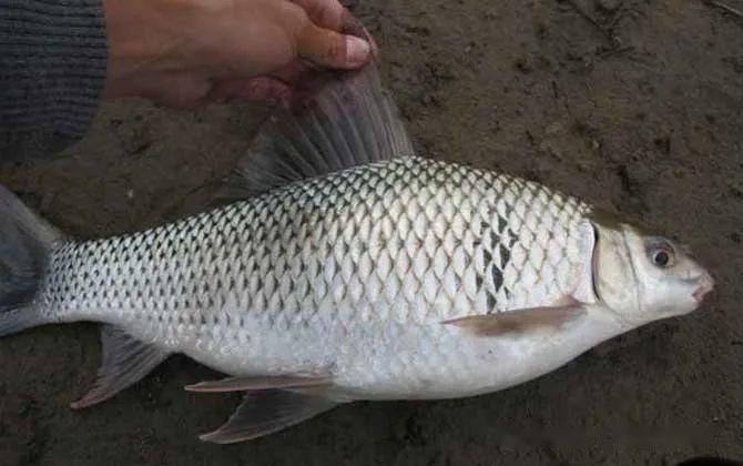 鯪魚長什么樣子【靈魂畫手鯪魚種類及其典型形態特征詳解】
