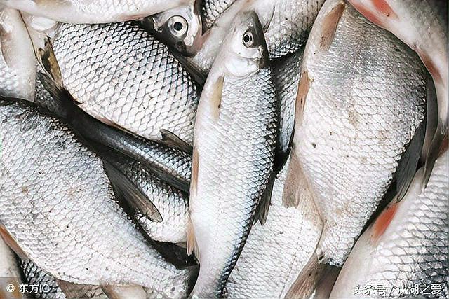 鯪魚長什么樣子【靈魂畫手鯪魚種類及其典型形態特征詳解】