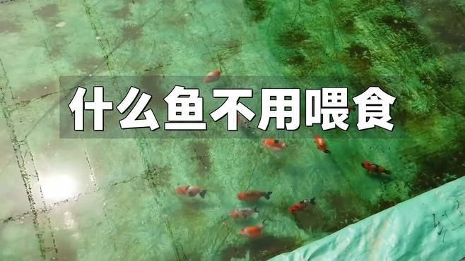 有哪些適合10天不喂的魚？【有哪些適合10天不喂的魚】