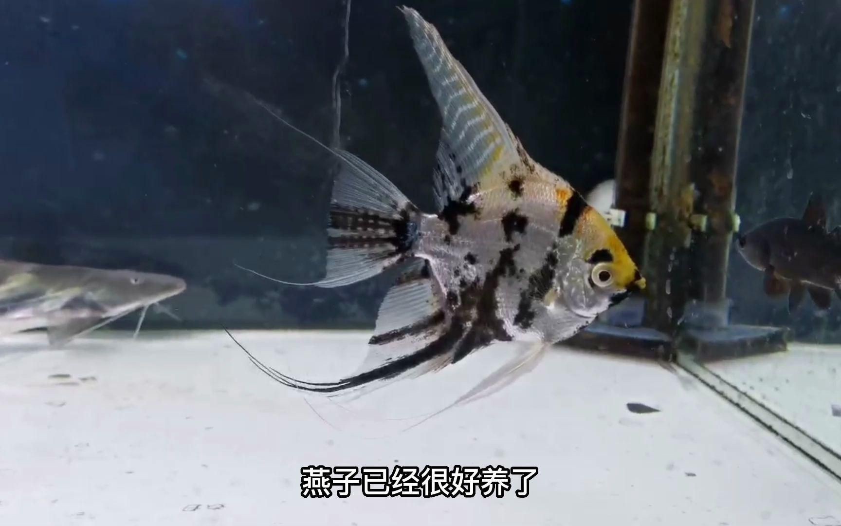 推薦一些適合放在客廳的魚缸款式【適合客廳擺放的魚缸款式】