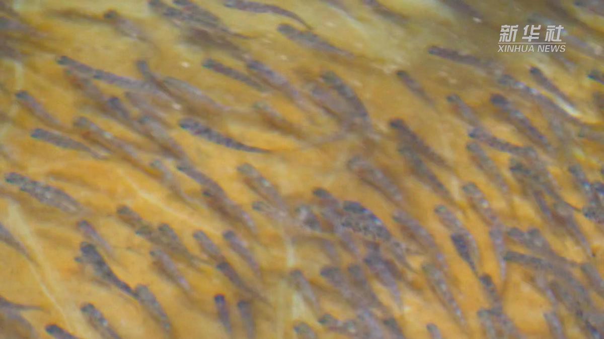 亞東龍魚店【亞東縣有龍魚養殖場嗎】