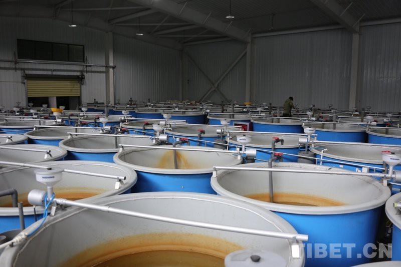 亞東龍魚店【亞東縣有龍魚養殖場嗎】