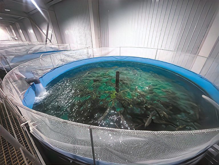 亞東龍魚店【亞東縣有龍魚養殖場嗎】