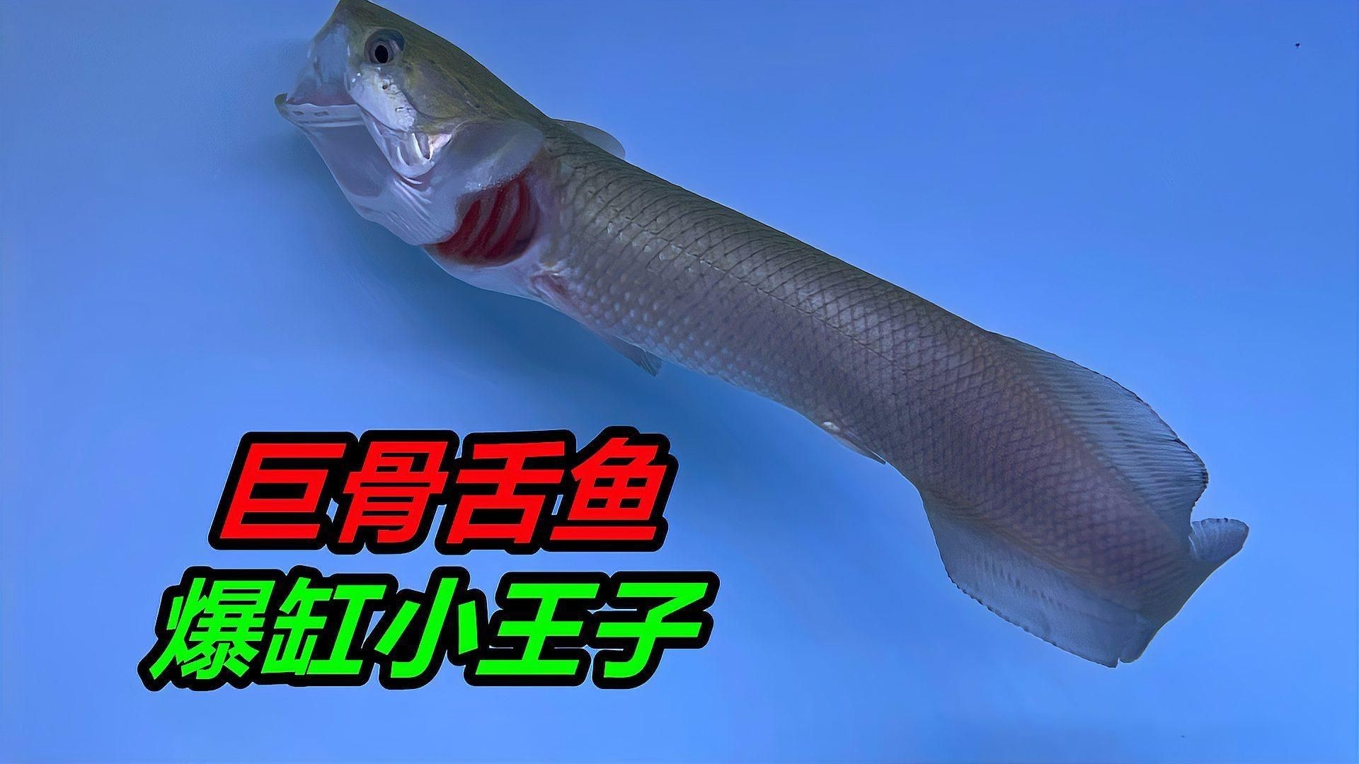 魚撞缸最佳處理方法【《魚撞缸最佳處理方法》觀賞魚蹭缸的原因及解決辦法】 魚撞缸最佳處理方法【《魚撞缸最佳處理方法》觀賞魚蹭缸的原因及解決辦法】 龍魚百科 第11張