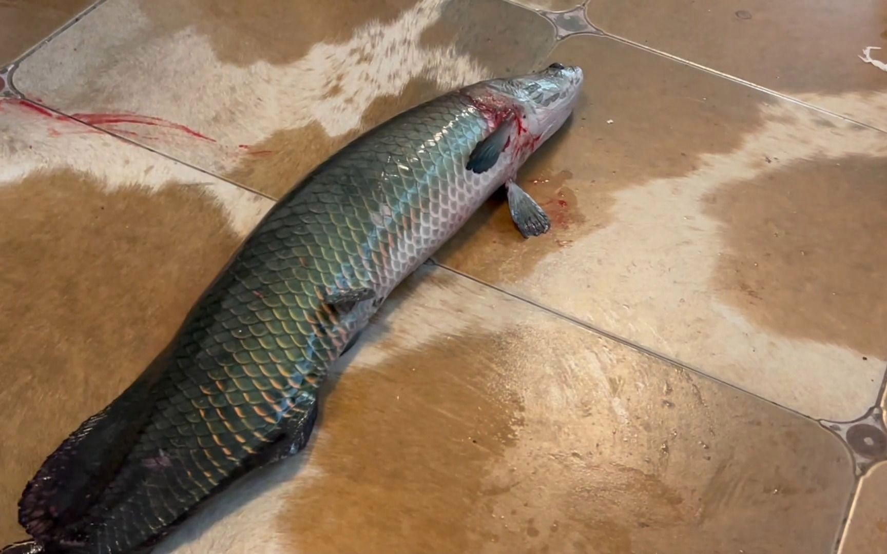 魚撞缸最佳處理方法【《魚撞缸最佳處理方法》觀賞魚蹭缸的原因及解決辦法】 魚撞缸最佳處理方法【《魚撞缸最佳處理方法》觀賞魚蹭缸的原因及解決辦法】 龍魚百科 第13張