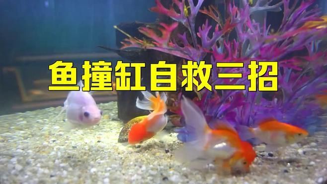 魚撞缸最佳處理方法【《魚撞缸最佳處理方法》觀賞魚蹭缸的原因及解決辦法】 魚撞缸最佳處理方法【《魚撞缸最佳處理方法》觀賞魚蹭缸的原因及解決辦法】 龍魚百科 第7張