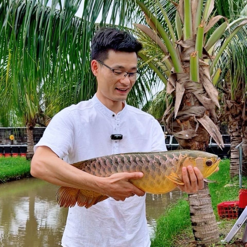 魚撞缸最佳處理方法【《魚撞缸最佳處理方法》觀賞魚蹭缸的原因及解決辦法】 魚撞缸最佳處理方法【《魚撞缸最佳處理方法》觀賞魚蹭缸的原因及解決辦法】 龍魚百科 第12張