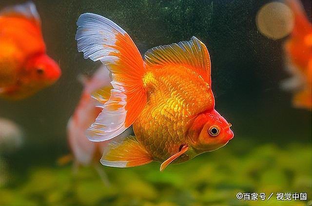 魚得腸炎用了3天土霉素沒用【養魚老道魚腸炎使用土霉素無效原因及替代治療方案】
