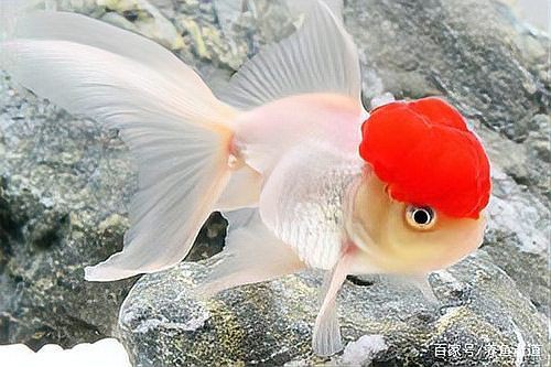 魚得腸炎用了3天土霉素沒用【養魚老道魚腸炎使用土霉素無效原因及替代治療方案】