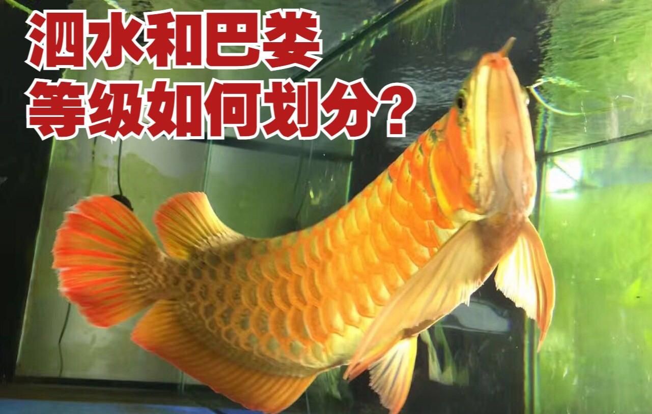 泗水龍魚最值得買的三個品種【zili,龍魚哪個品種最好養魚大全】