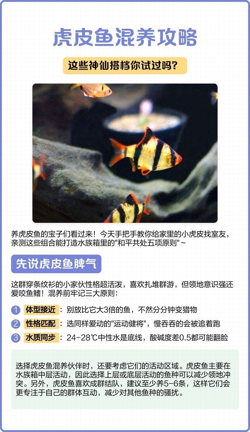 和虎魚混養(yǎng)的魚【虎皮魚和什么魚混養(yǎng)比較合適】 全國(guó)水族館企業(yè)名錄 第11張 和虎魚混養(yǎng)的魚【虎皮魚和什么魚混養(yǎng)比較合適】 和虎魚混養(yǎng)的魚【虎皮魚和什么魚混養(yǎng)比較合適】 全國(guó)水族館企業(yè)名錄 第11張