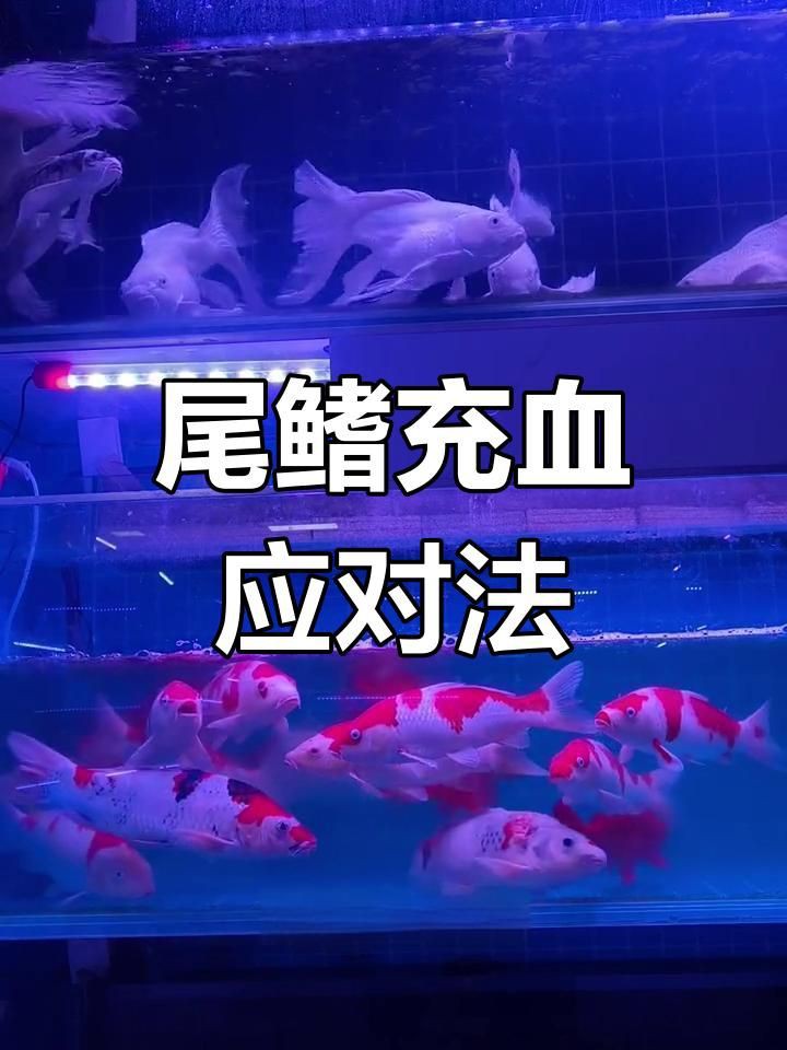 魚尾充血一般多久能好？【魚尾上有紅血絲能自愈嗎】 魚尾充血一般多久能好？【魚尾上有紅血絲能自愈嗎】 龍魚百科 第6張