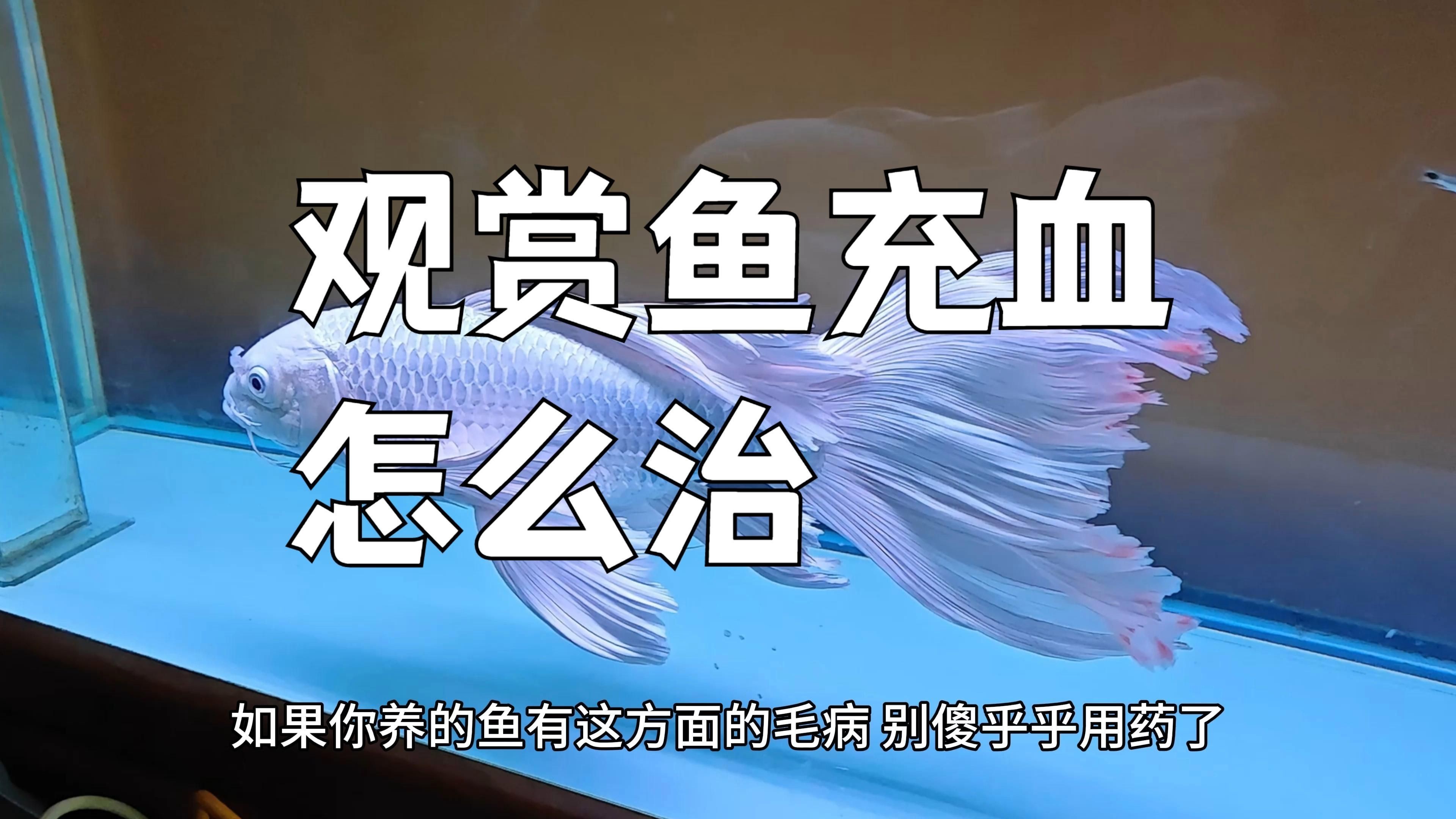 魚鰭根部充血怎么治療【魚鰭根部充血怎么辦】