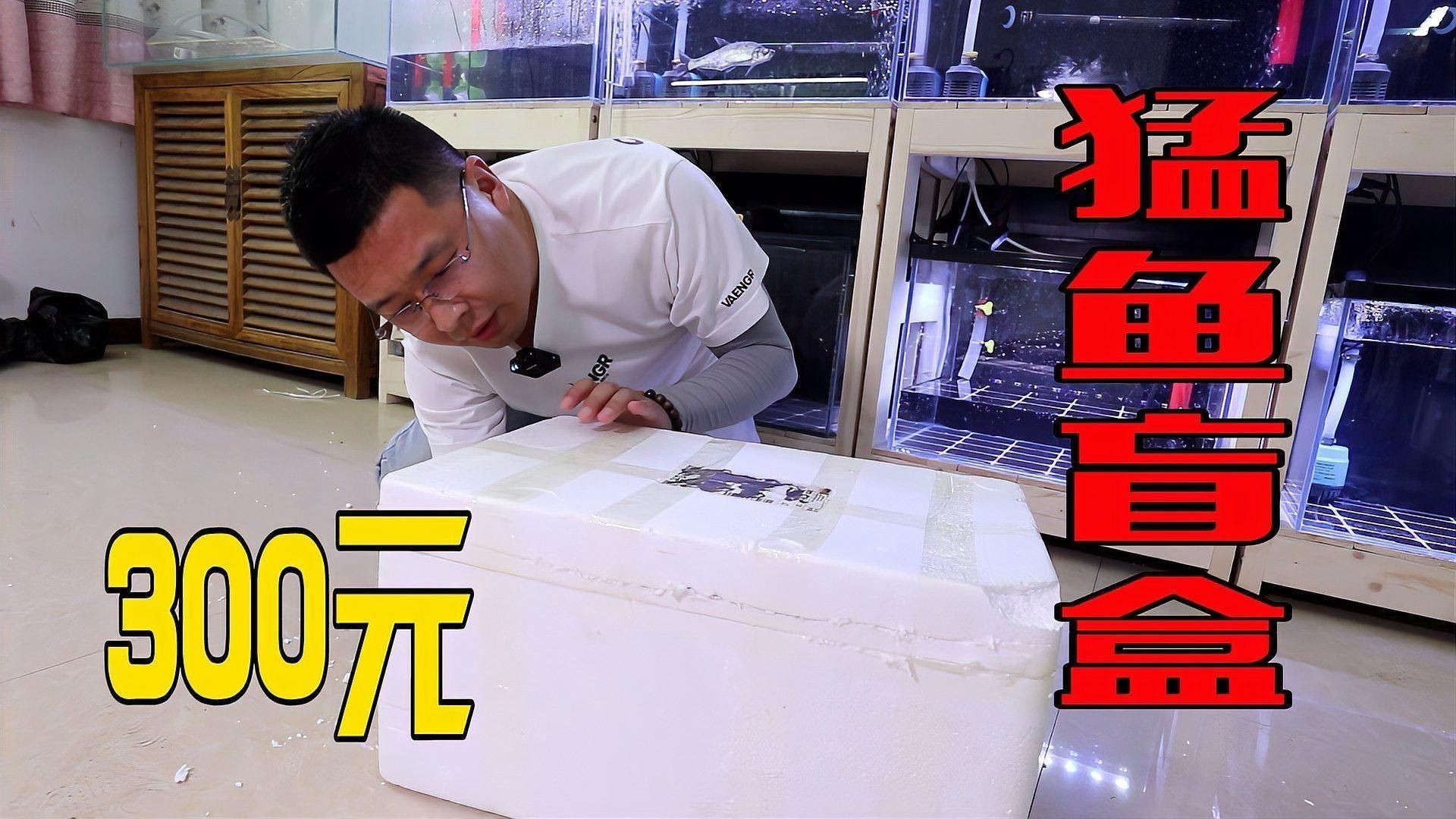 猛魚盲盒【300元網購10個猛魚盲盒，竟開出兇險食人魚】