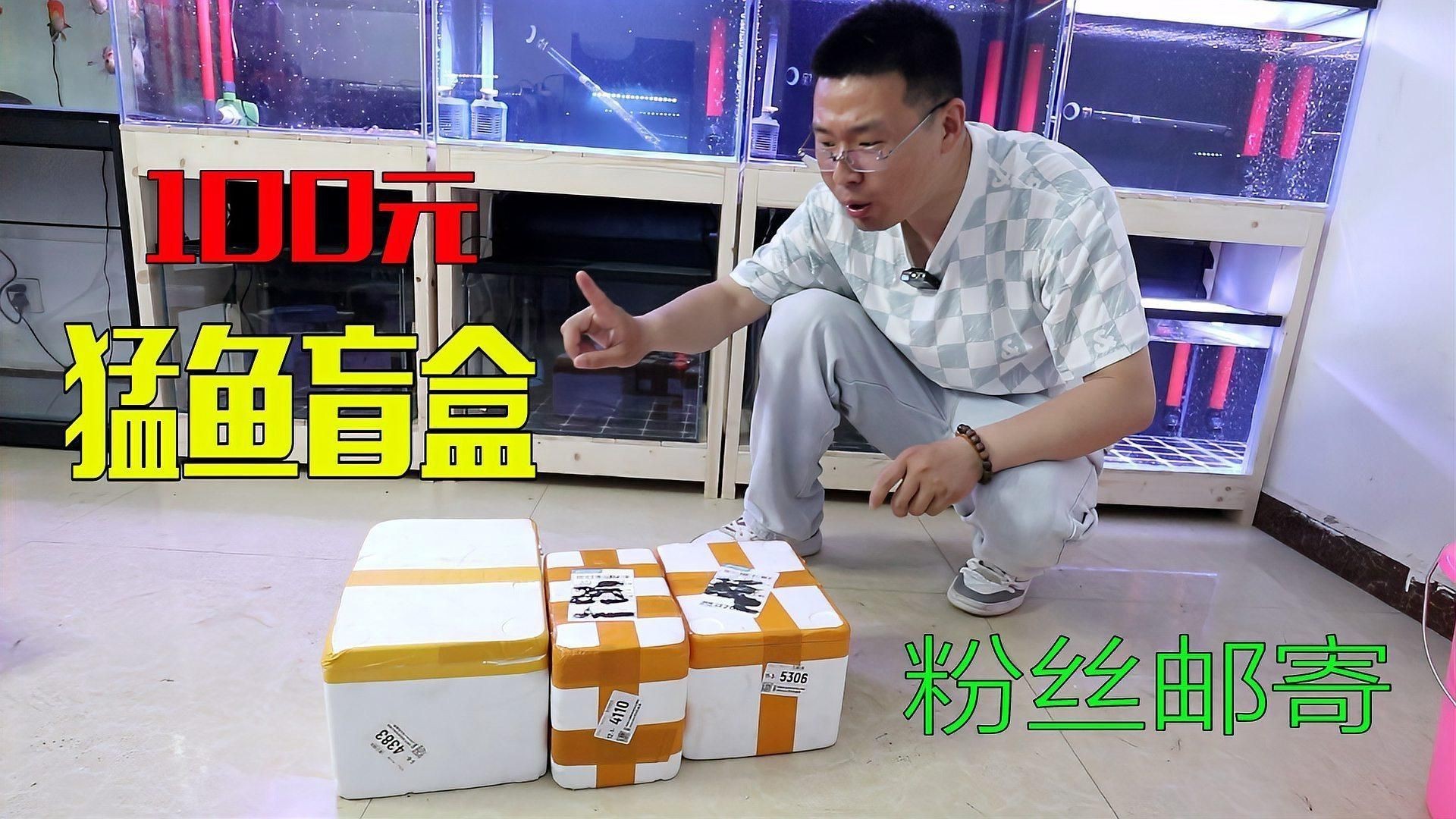 猛魚盲盒【300元網購10個猛魚盲盒，竟開出兇險食人魚】