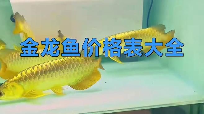 高背金龍魚的價格范圍【金龍魚價格多少一條瞬光札記】