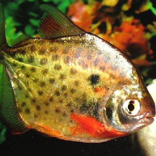 玫瑰銀板魚【熱帶素食高背銀板魚的飼養技巧】