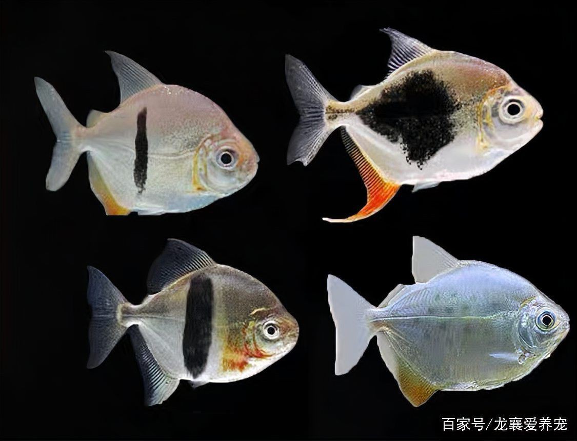 玫瑰銀板魚【熱帶素食高背銀板魚的飼養技巧】