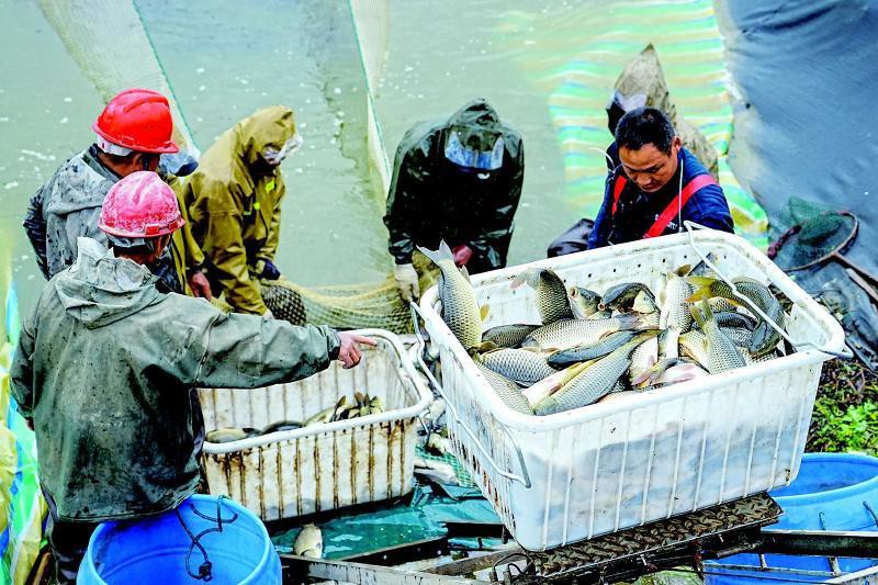 桃江龍魚(yú)店【桃江有哪些知名的龍魚(yú)養(yǎng)殖戶(hù)】 桃江龍魚(yú)店【桃江有哪些知名的龍魚(yú)養(yǎng)殖戶(hù)】 全國(guó)水族館企業(yè)名錄 第2張