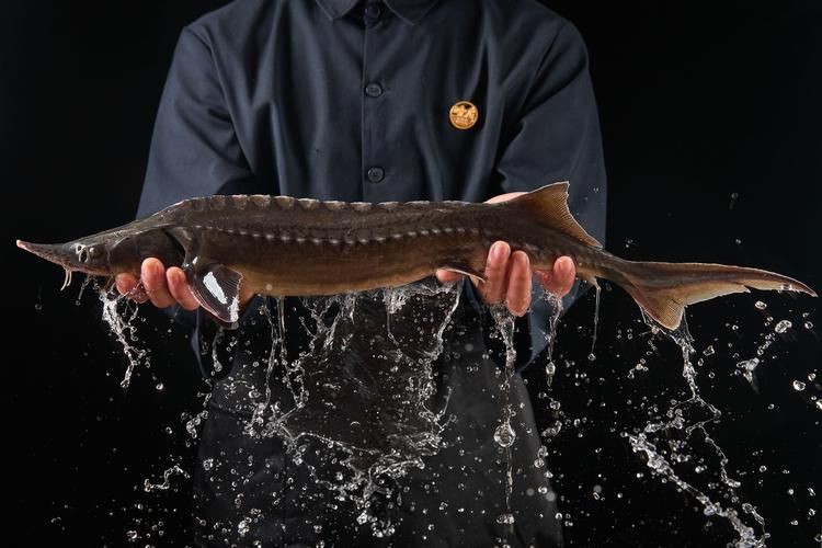 鱘龍魚圖片【中國新聞網(wǎng),魚界大熊貓——鱘龍魚養(yǎng)殖“鱘”出致富新路】