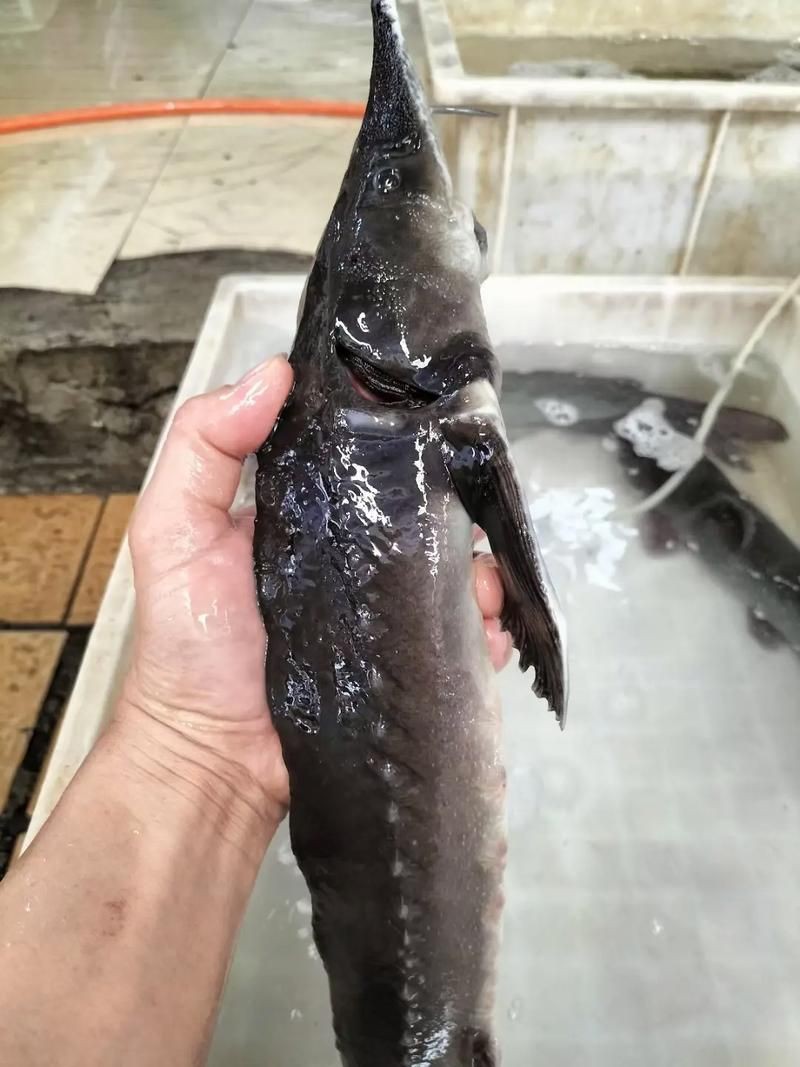 鱘龍魚圖片【中國新聞網,魚界大熊貓——鱘龍魚養殖“鱘”出致富新路】