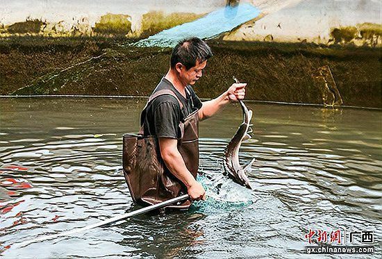 鱘龍魚圖片【中國新聞網(wǎng),魚界大熊貓——鱘龍魚養(yǎng)殖“鱘”出致富新路】