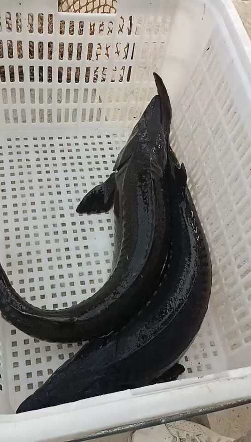 鱘龍魚圖片【中國新聞網(wǎng),魚界大熊貓——鱘龍魚養(yǎng)殖“鱘”出致富新路】