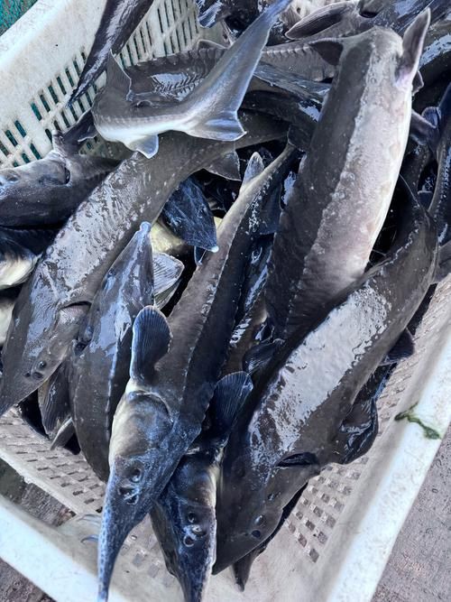 鱘龍魚圖片【中國新聞網(wǎng),魚界大熊貓——鱘龍魚養(yǎng)殖“鱘”出致富新路】