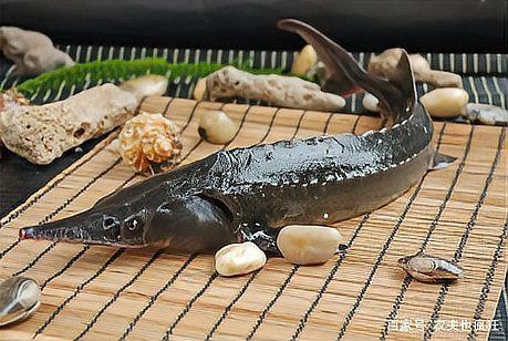 鱘龍魚圖片【中國新聞網(wǎng),魚界大熊貓——鱘龍魚養(yǎng)殖“鱘”出致富新路】