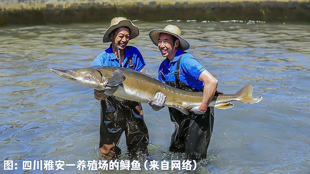 鱘龍魚圖片【中國新聞網(wǎng),魚界大熊貓——鱘龍魚養(yǎng)殖“鱘”出致富新路】