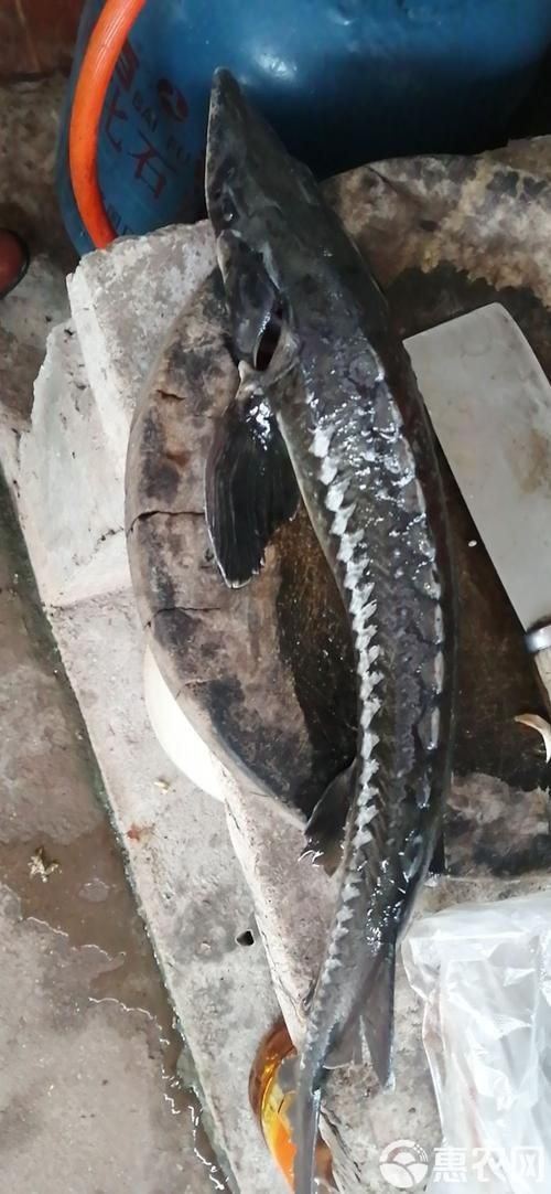 鱘龍魚圖片【中國新聞網(wǎng),魚界大熊貓——鱘龍魚養(yǎng)殖“鱘”出致富新路】